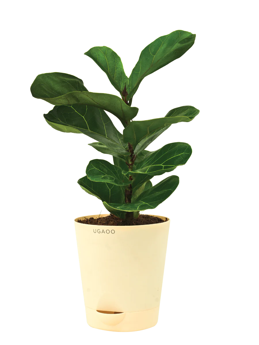 Fiddle Leaf Fig Plant - Bambino - Image 10