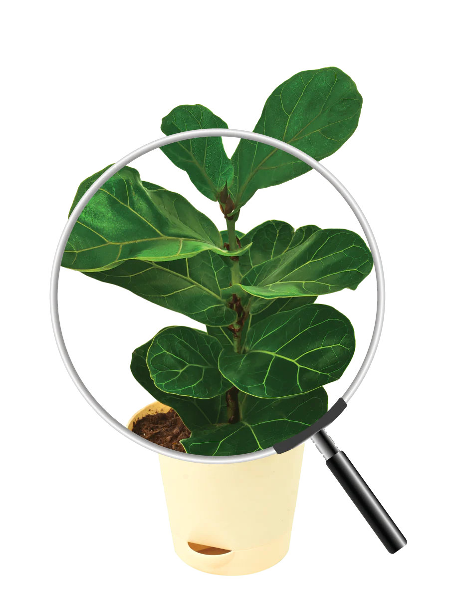 Fiddle Leaf Fig Plant - Bambino - Image 11