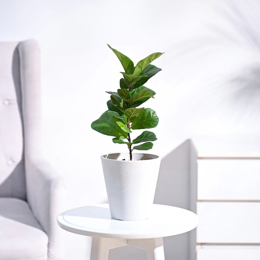 Fiddle Leaf Fig Plant - Bambino - Image 2
