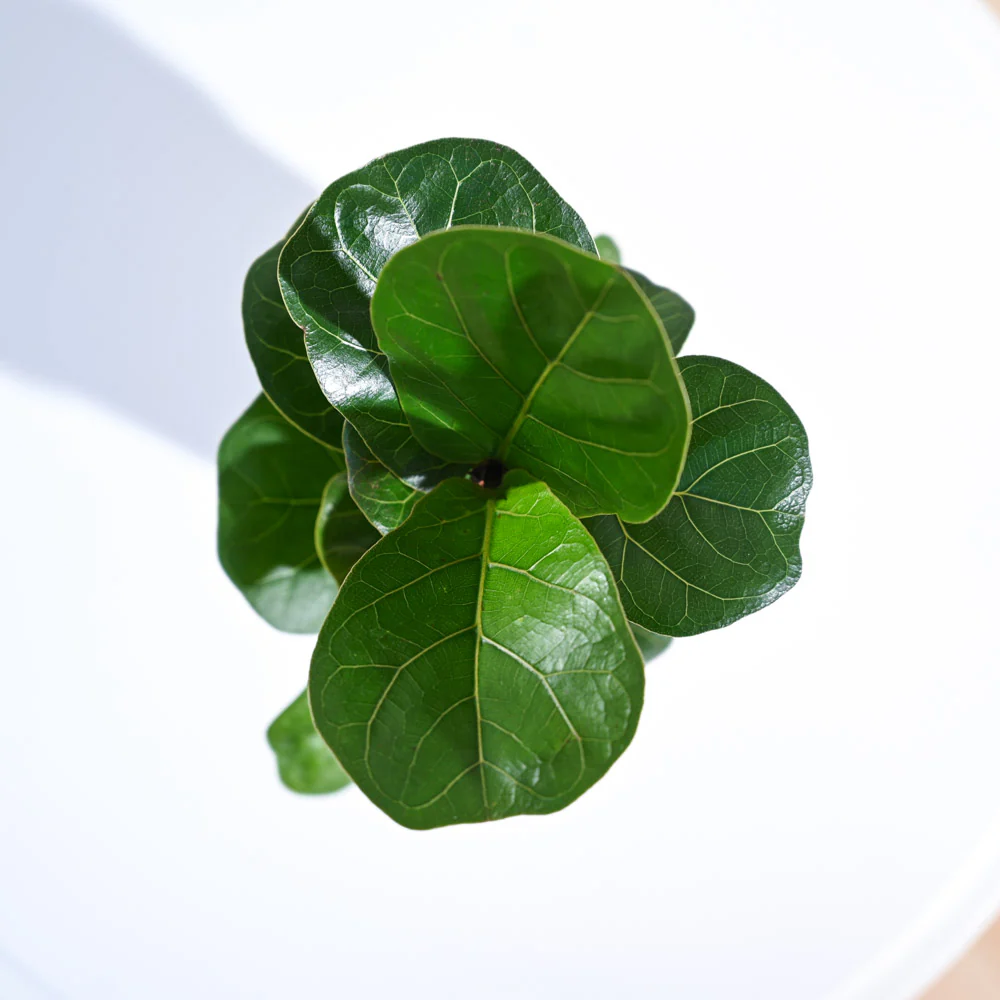 Fiddle Leaf Fig Plant - Bambino - Image 22