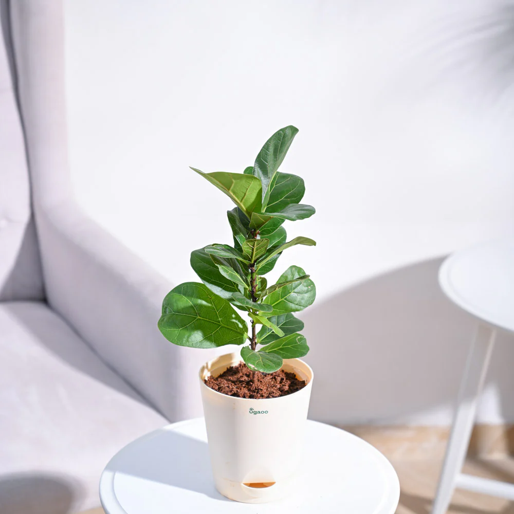 Fiddle Leaf Fig Plant - Bambino - Image 29