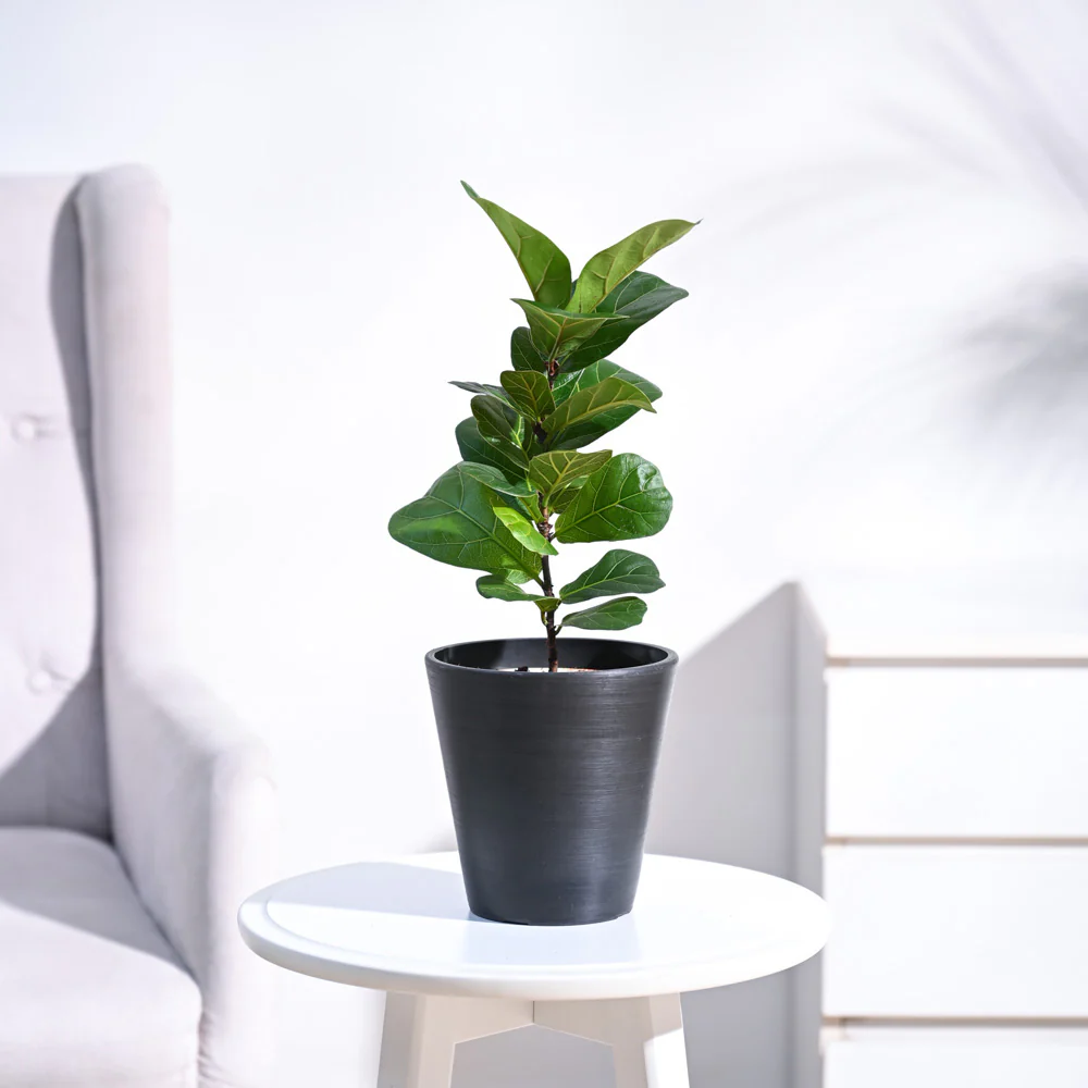 Fiddle Leaf Fig Plant - Bambino - Image 3