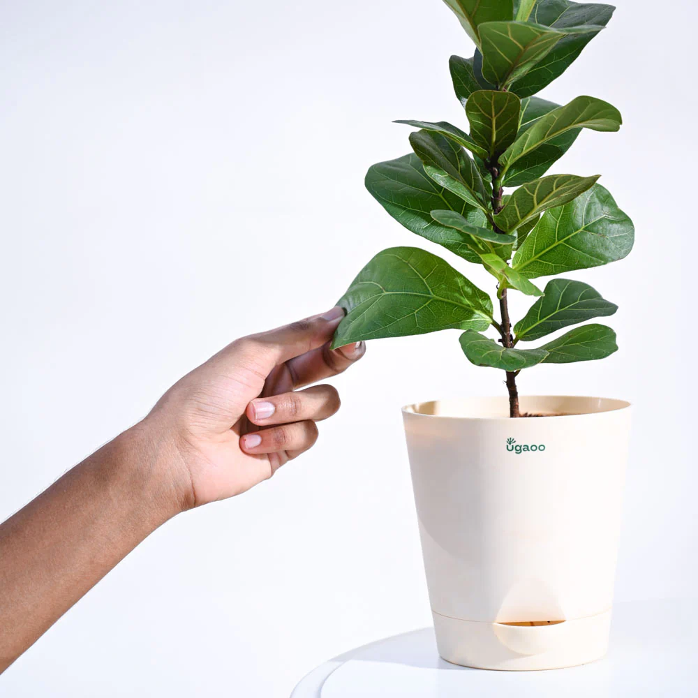 Fiddle Leaf Fig Plant - Bambino - Image 40