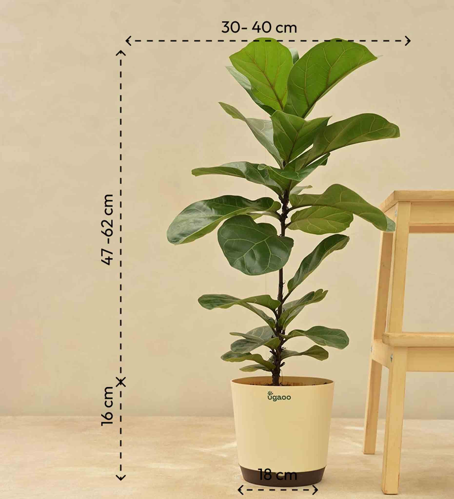 Fiddle Leaf Fig Plant - Bambino - Image 6