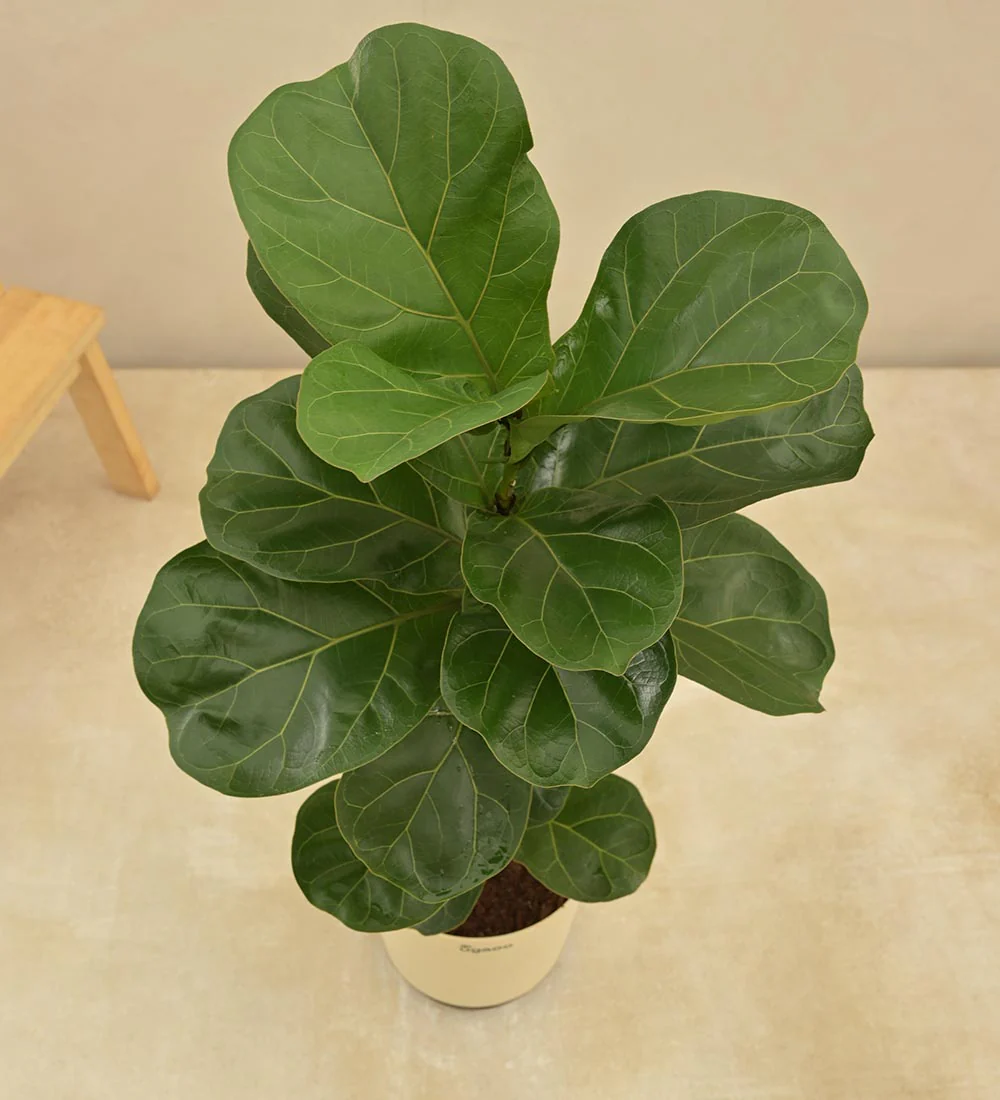 Fiddle Leaf Fig Plant - Bambino - Image 7