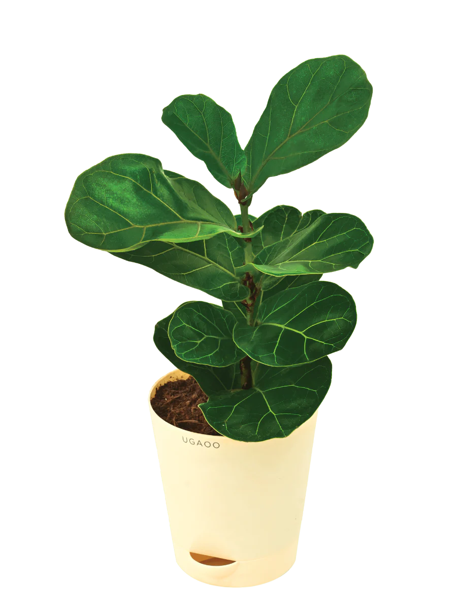Fiddle Leaf Fig Plant - Bambino - Image 8