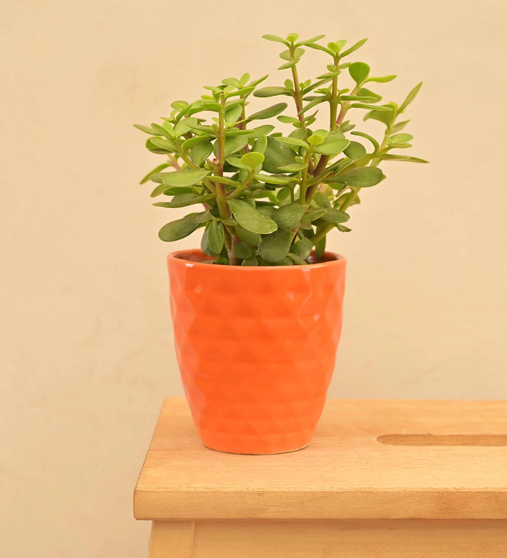 Firecracker Ceramic Planter - Image 21