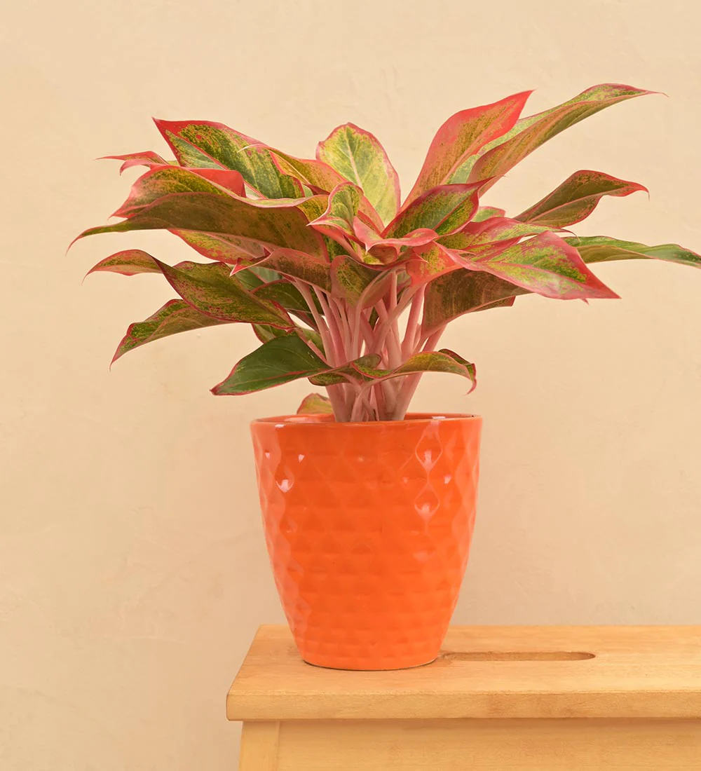 Firecracker Ceramic Planter - Image 29