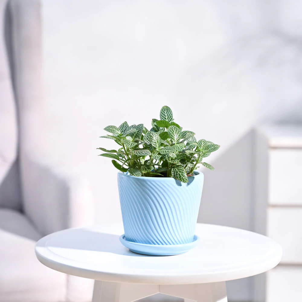 Fittonia Green Plant (Nerve Plant) - Image 10
