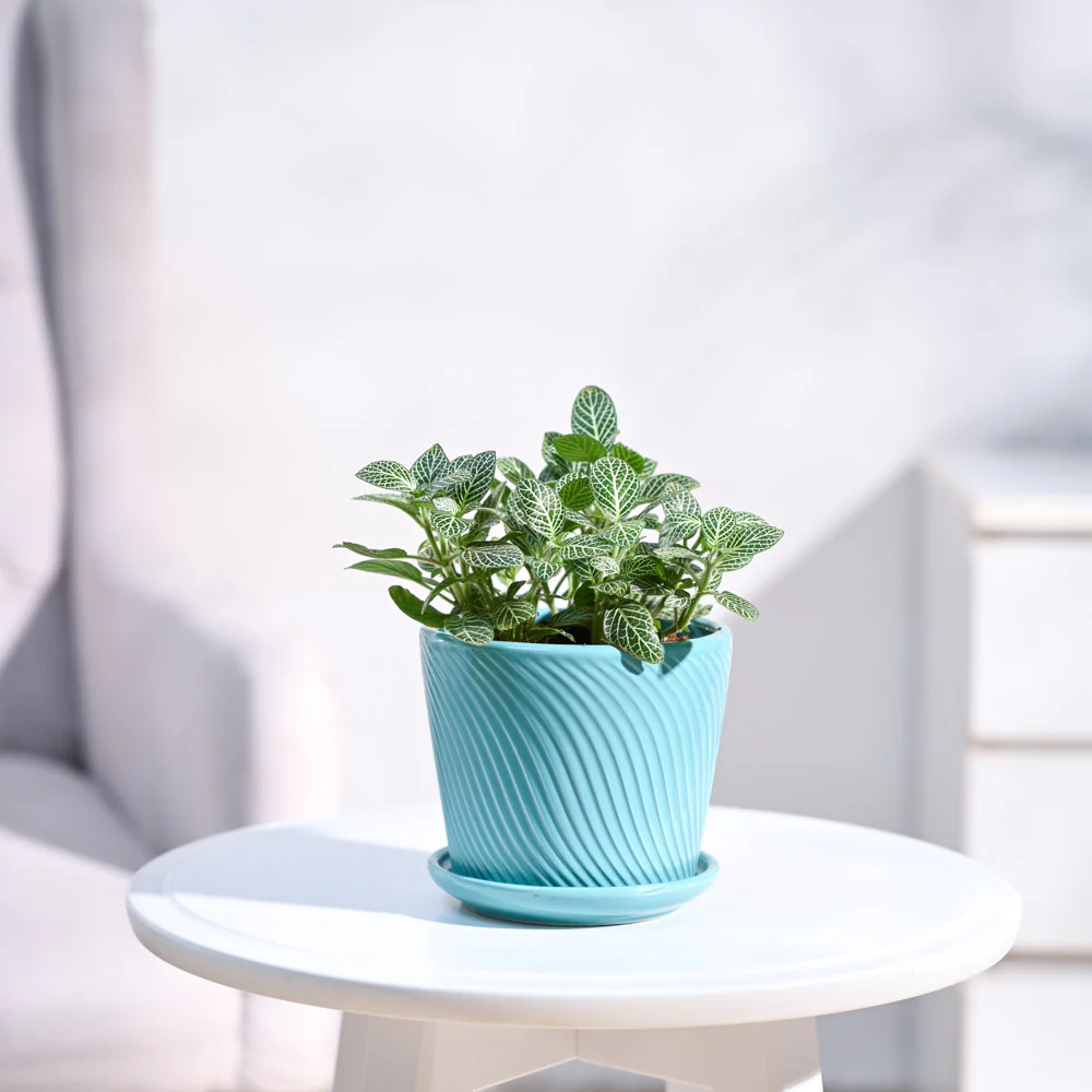 Fittonia Green Plant (Nerve Plant) - Image 11
