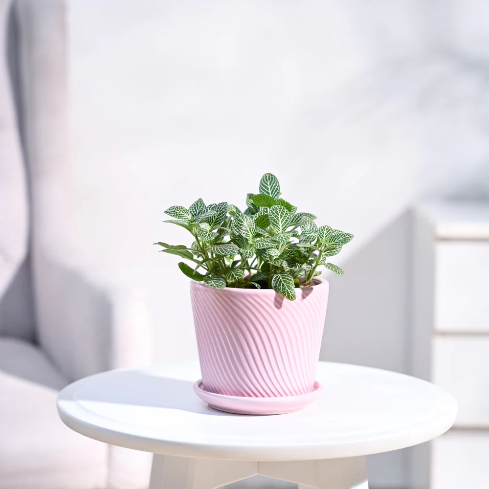 Fittonia Green Plant (Nerve Plant) - Image 12