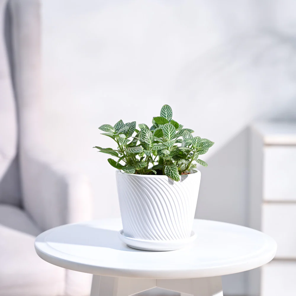 Fittonia Green Plant (Nerve Plant) - Image 13