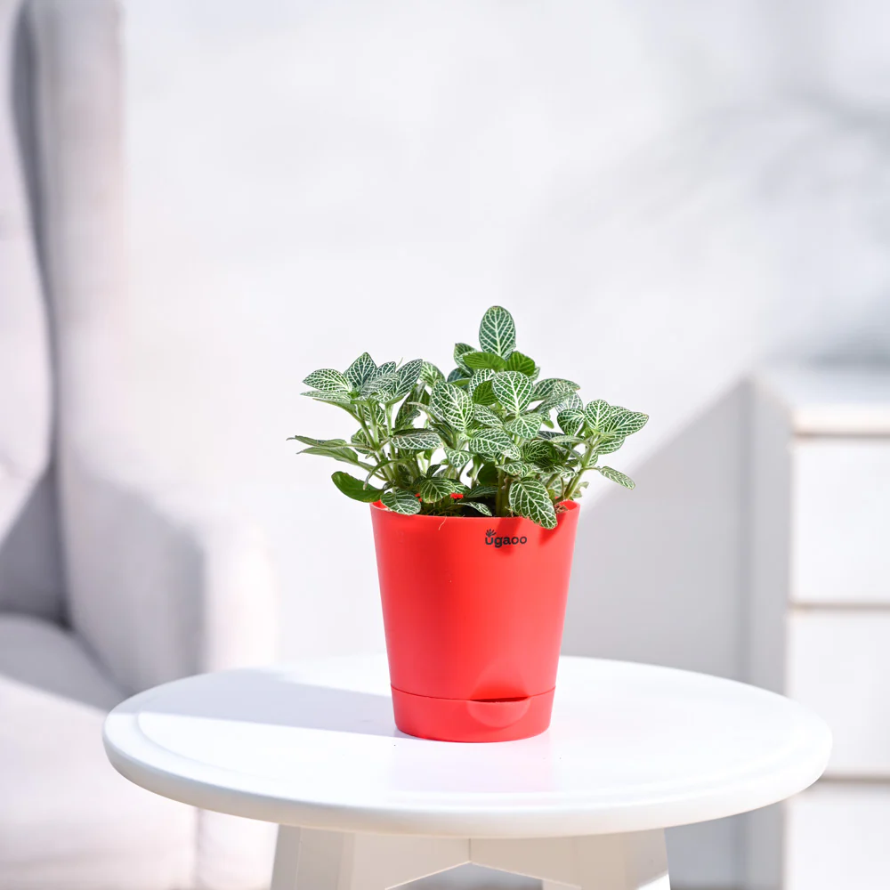 Fittonia Green Plant (Nerve Plant) - Image 14