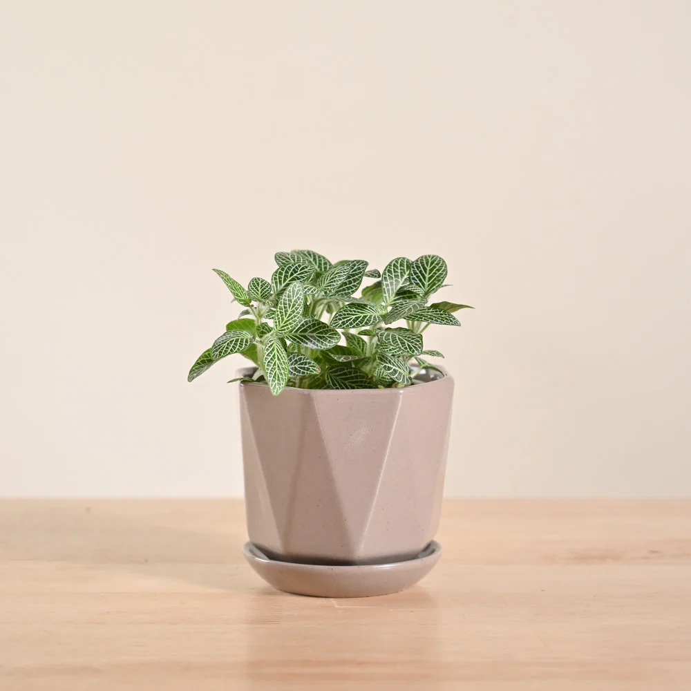 Fittonia Green Plant (Nerve Plant) - Image 15