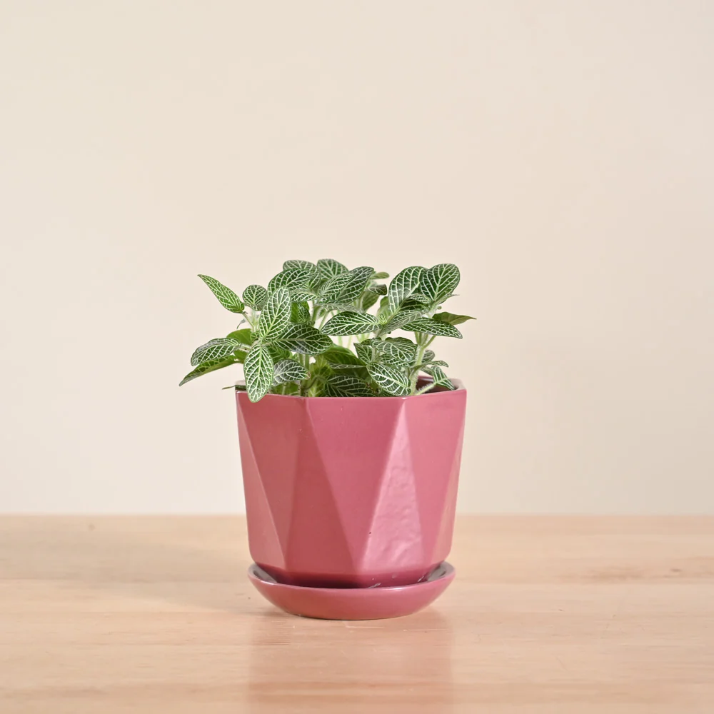Fittonia Green Plant (Nerve Plant) - Image 16