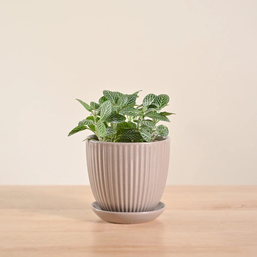 Fittonia Green Plant (Nerve Plant) - Image 17