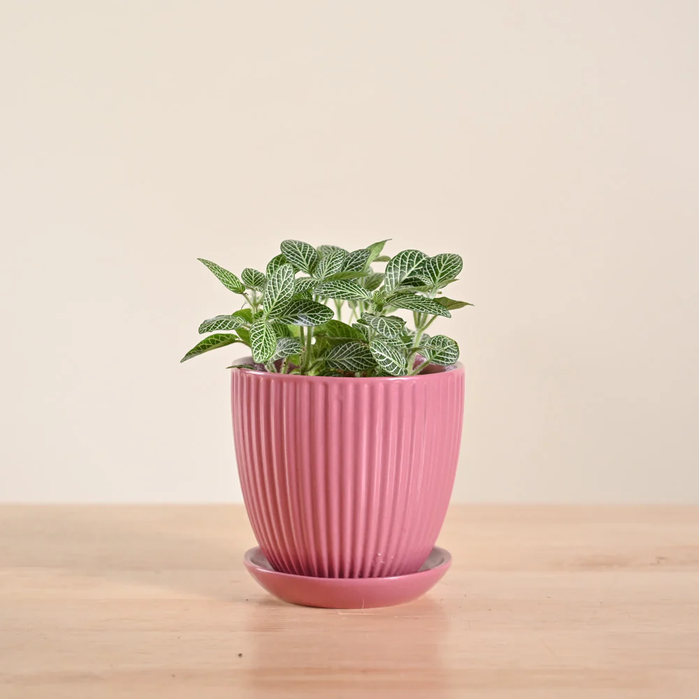 Fittonia Green Plant (Nerve Plant) - Image 18