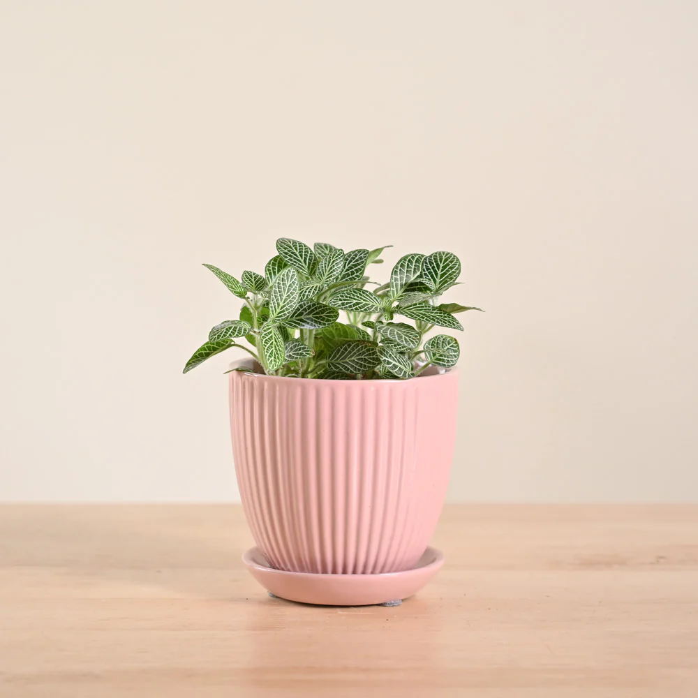 Fittonia Green Plant (Nerve Plant) - Image 19