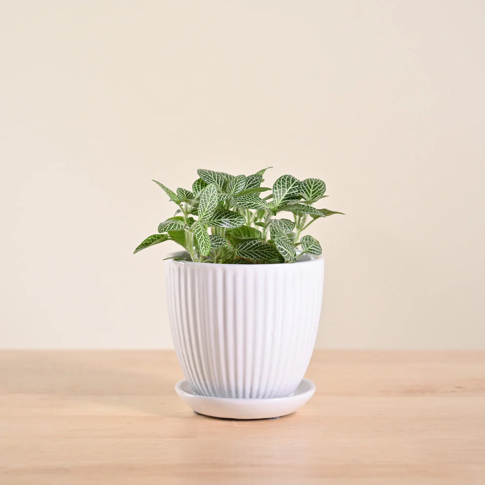 Fittonia Green Plant (Nerve Plant) - Image 20