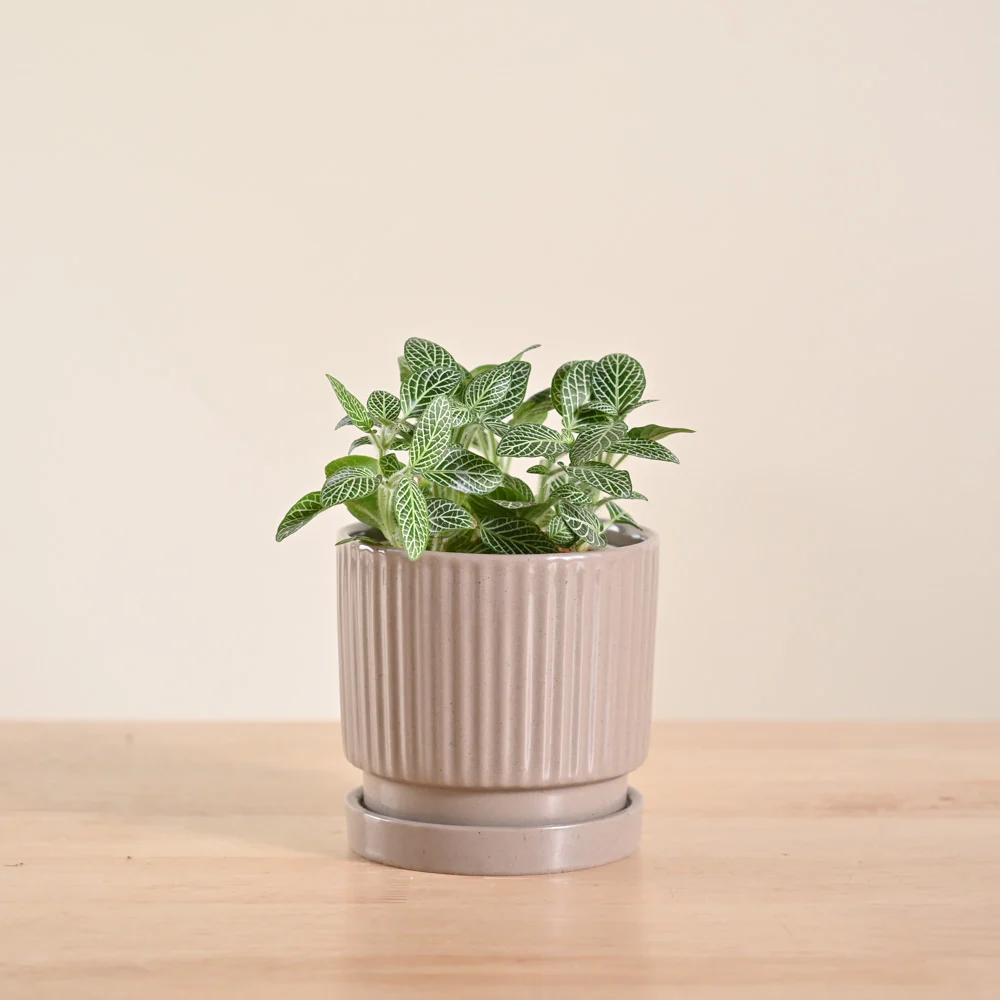 Fittonia Green Plant (Nerve Plant) - Image 21