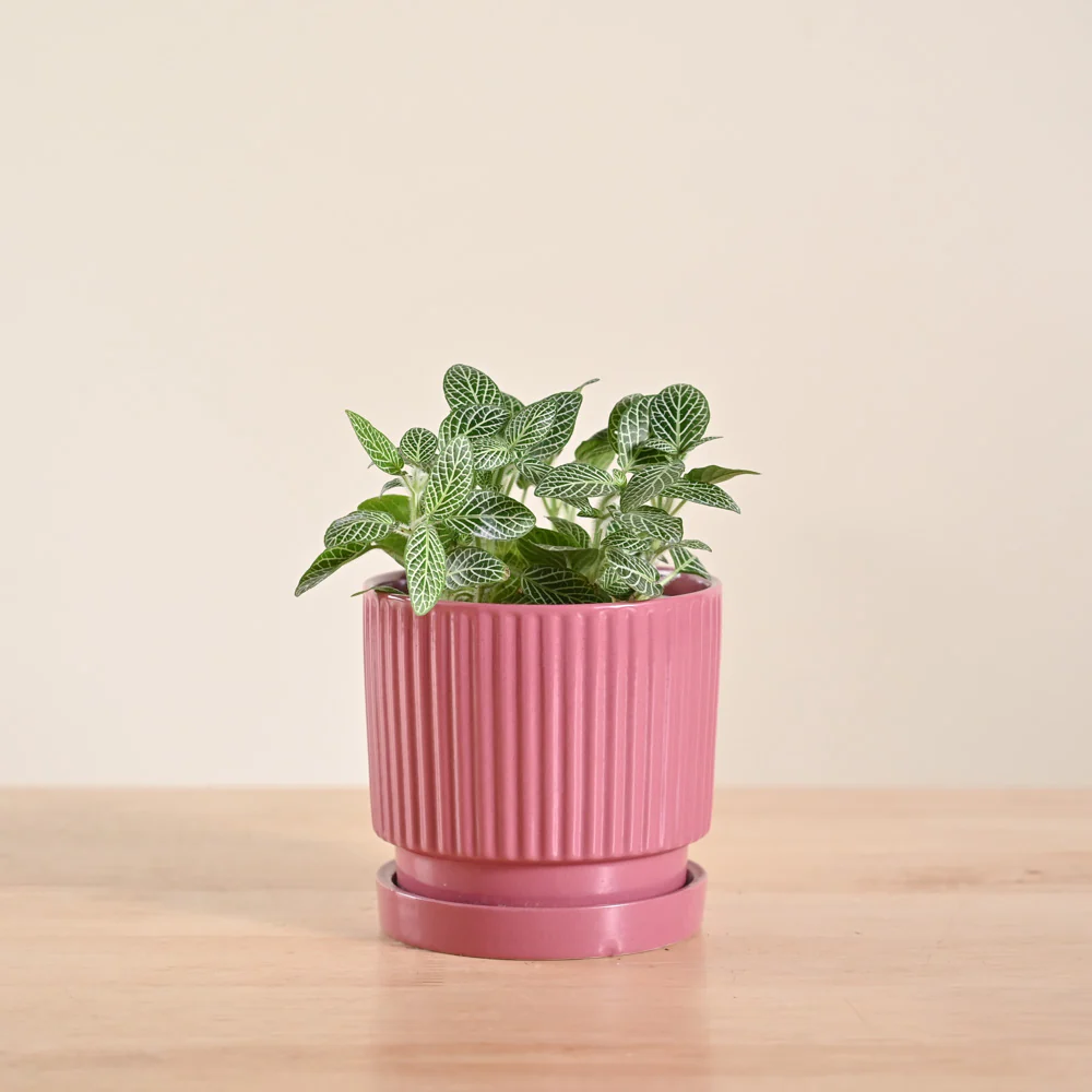 Fittonia Green Plant (Nerve Plant) - Image 22
