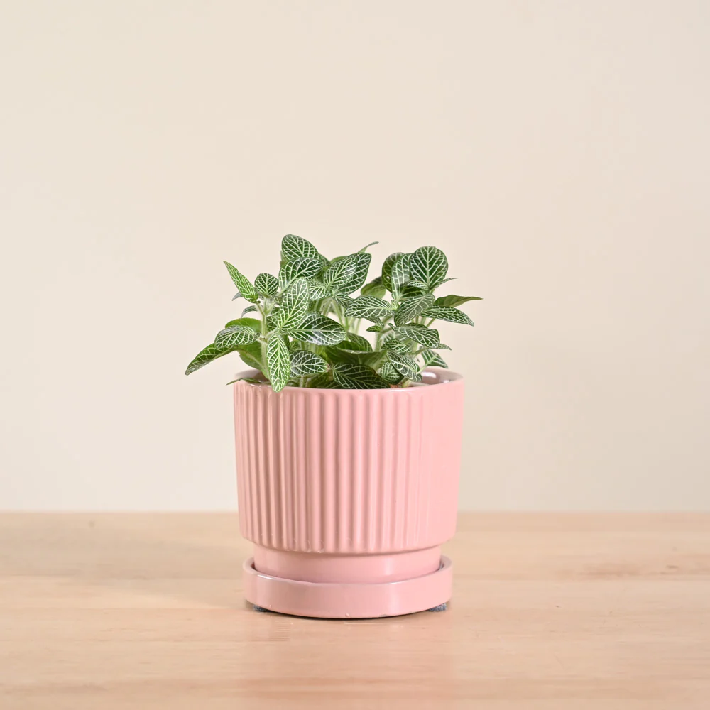 Fittonia Green Plant (Nerve Plant) - Image 23
