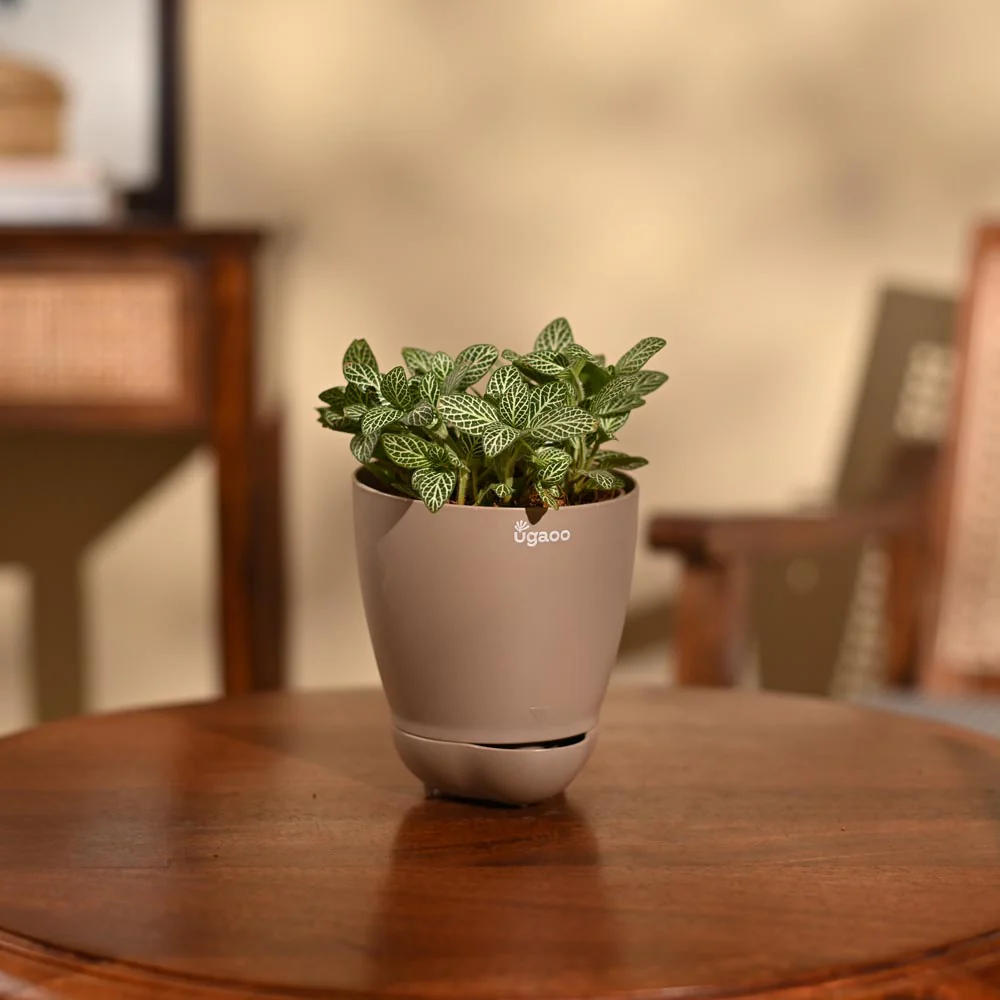 Fittonia Green Plant (Nerve Plant) - Image 25