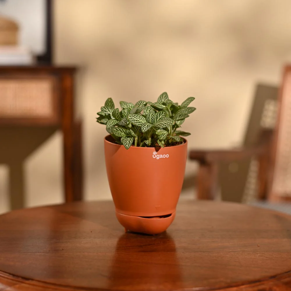 Fittonia Green Plant (Nerve Plant) - Image 26