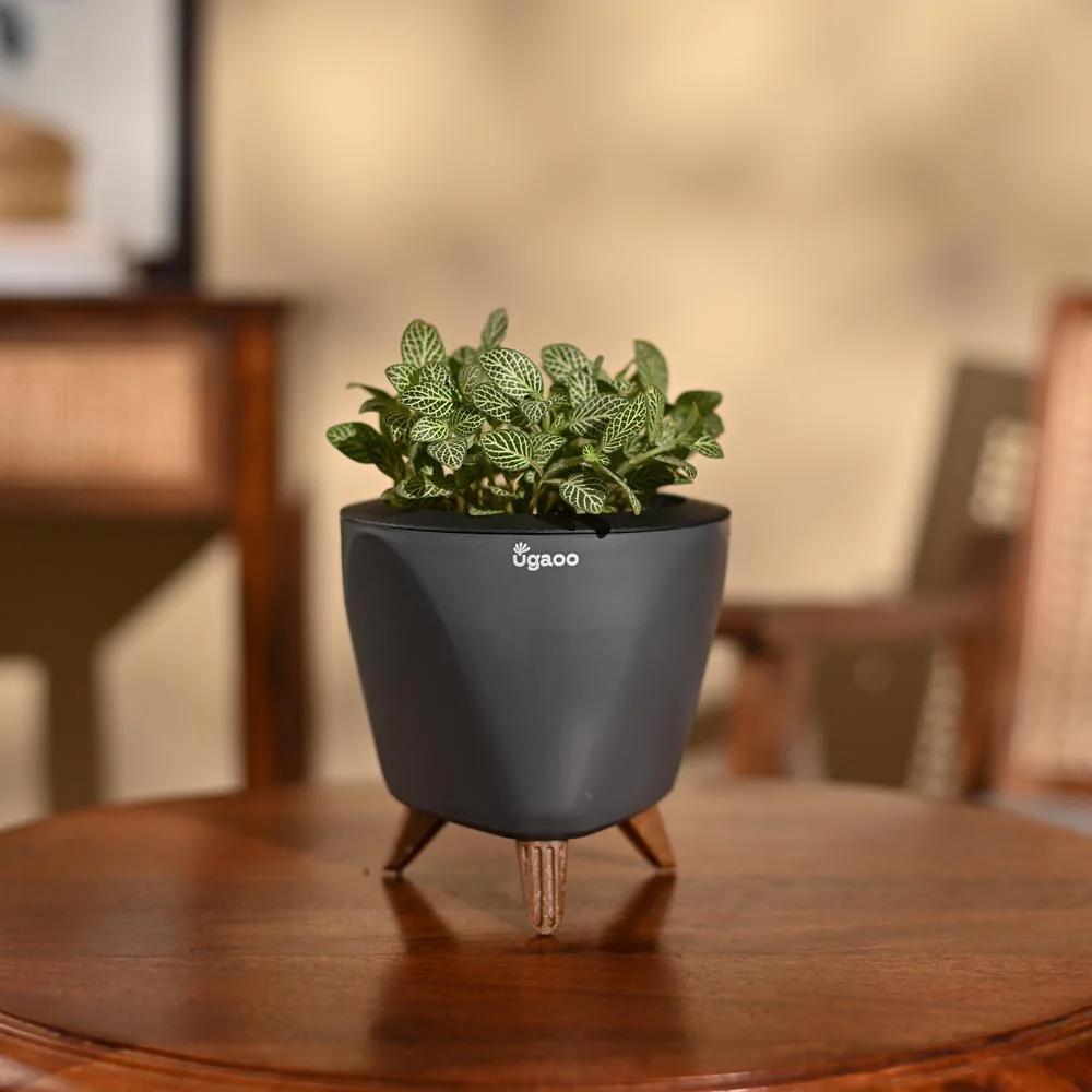 Fittonia Green Plant (Nerve Plant) - Image 28