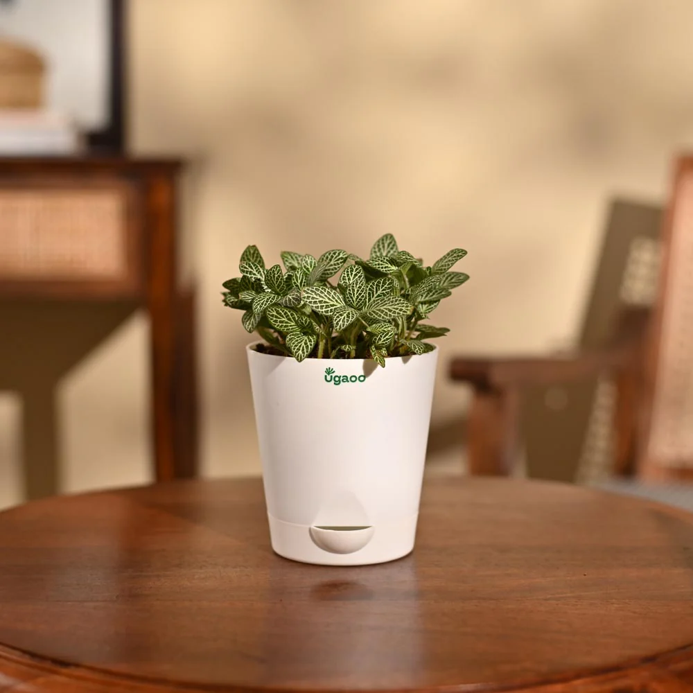 Fittonia Green Plant (Nerve Plant) - Image 3