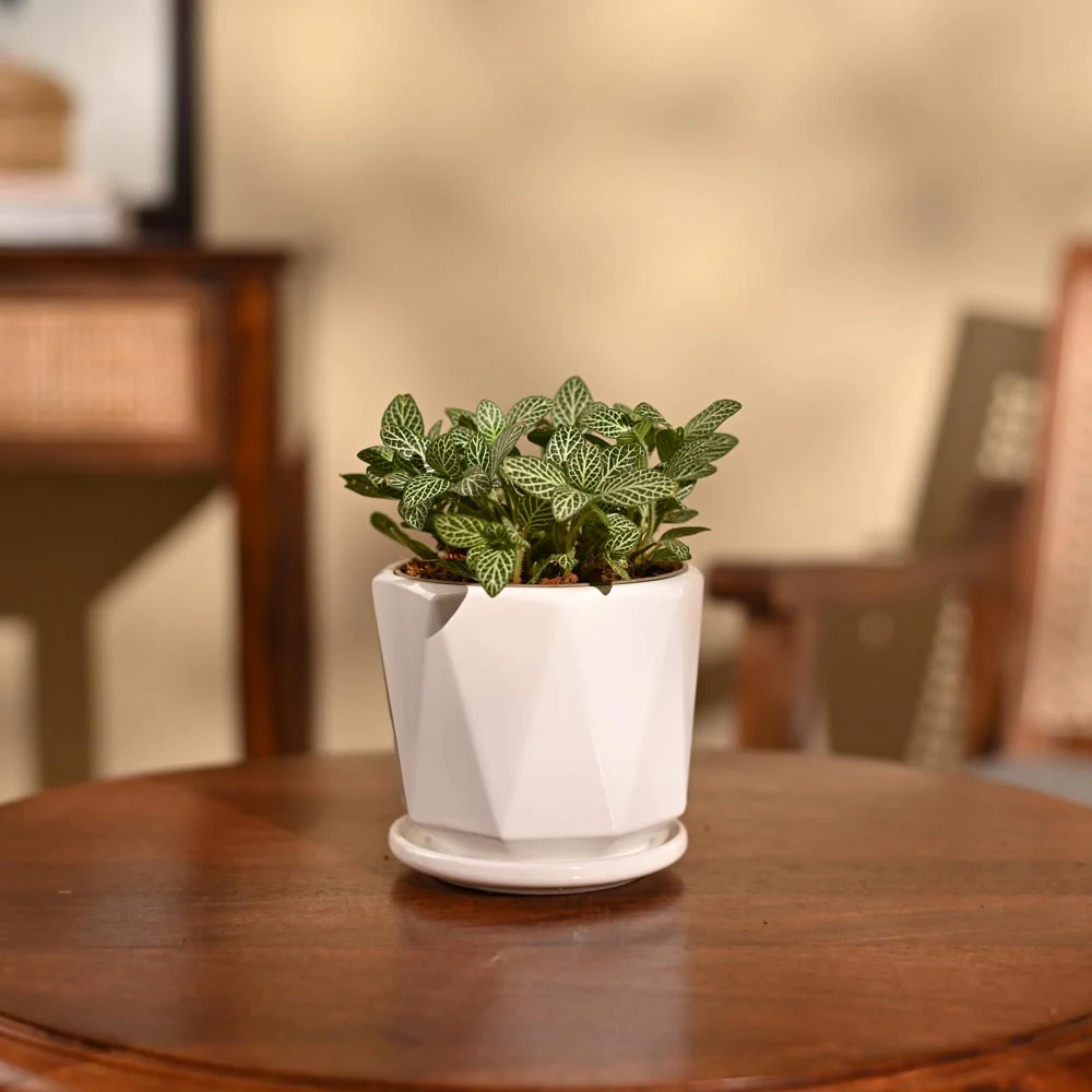 Fittonia Green Plant (Nerve Plant) - Image 30
