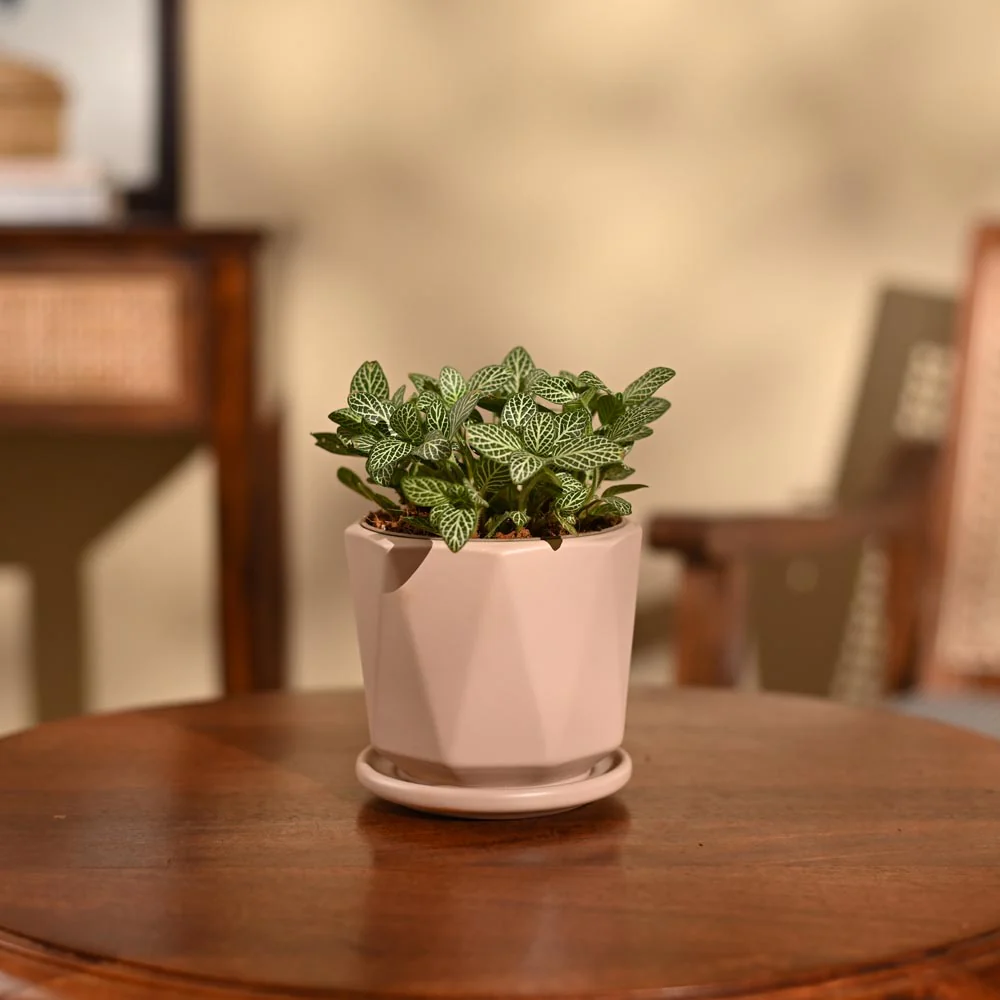 Fittonia Green Plant (Nerve Plant) - Image 31