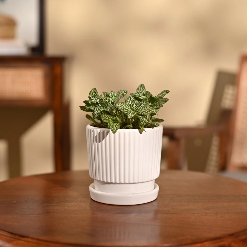 Fittonia Green Plant (Nerve Plant) - Image 32