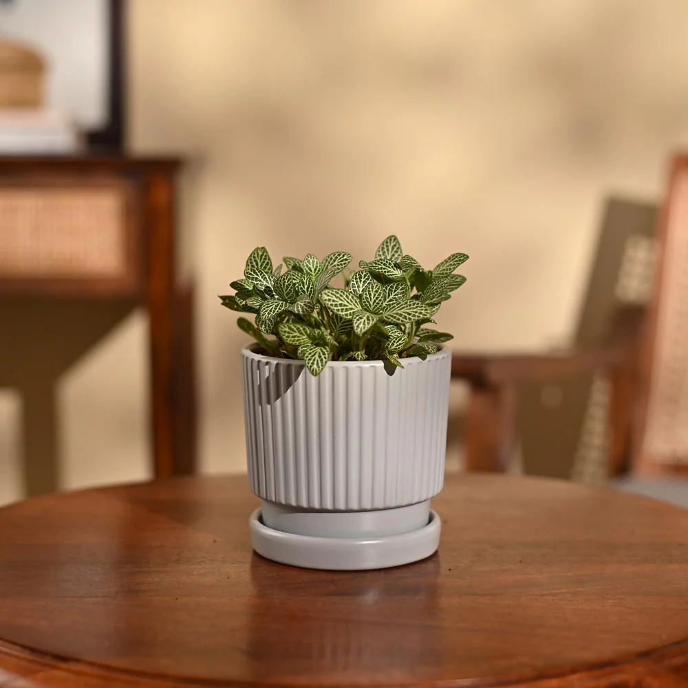 Fittonia Green Plant (Nerve Plant) - Image 33