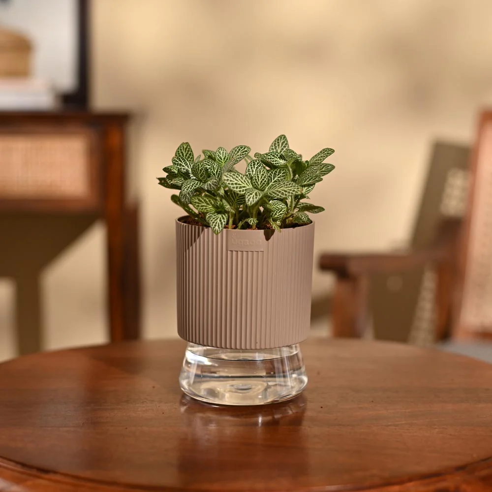 Fittonia Green Plant (Nerve Plant) - Image 34