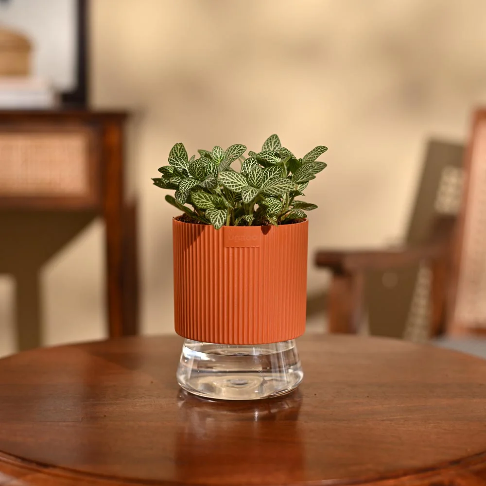 Fittonia Green Plant (Nerve Plant) - Image 35
