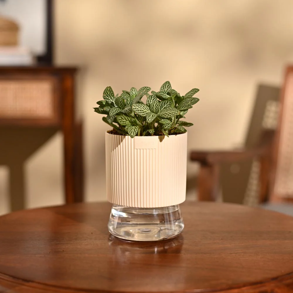 Fittonia Green Plant (Nerve Plant) - Image 36