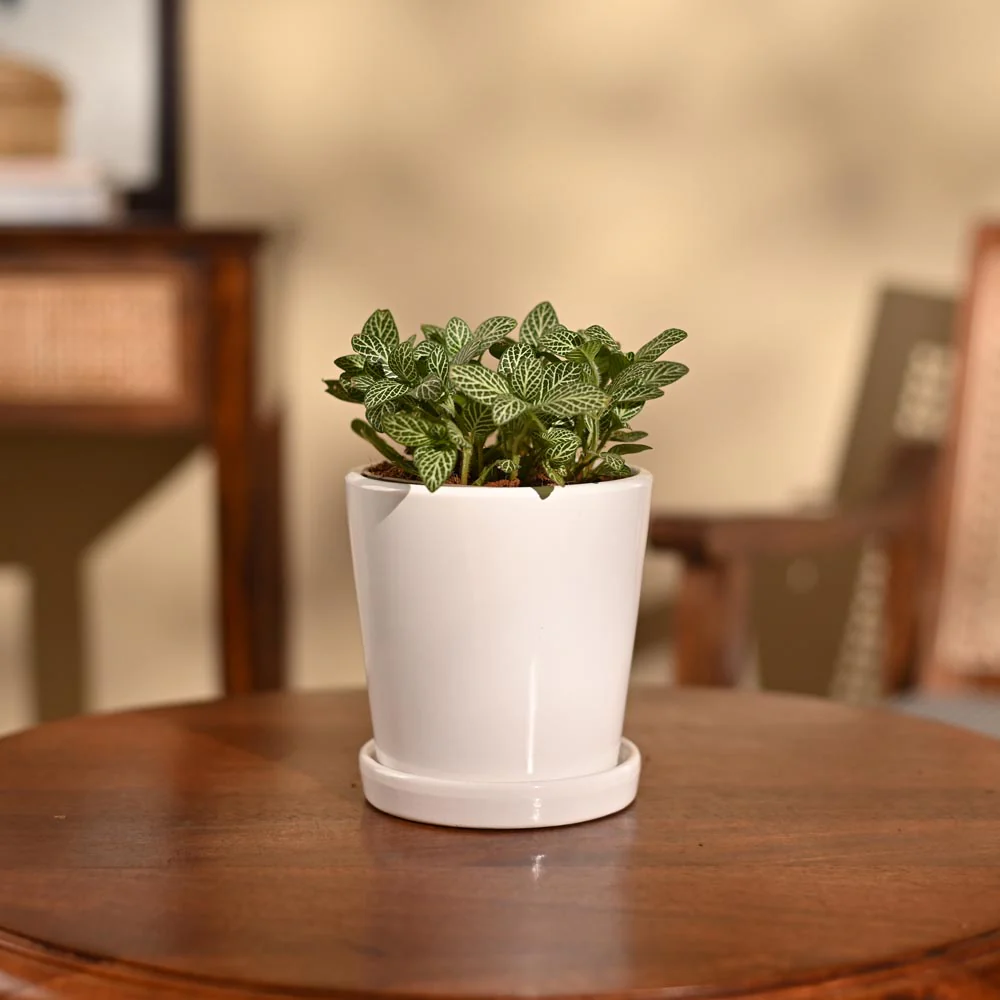 Fittonia Green Plant (Nerve Plant) - Image 37