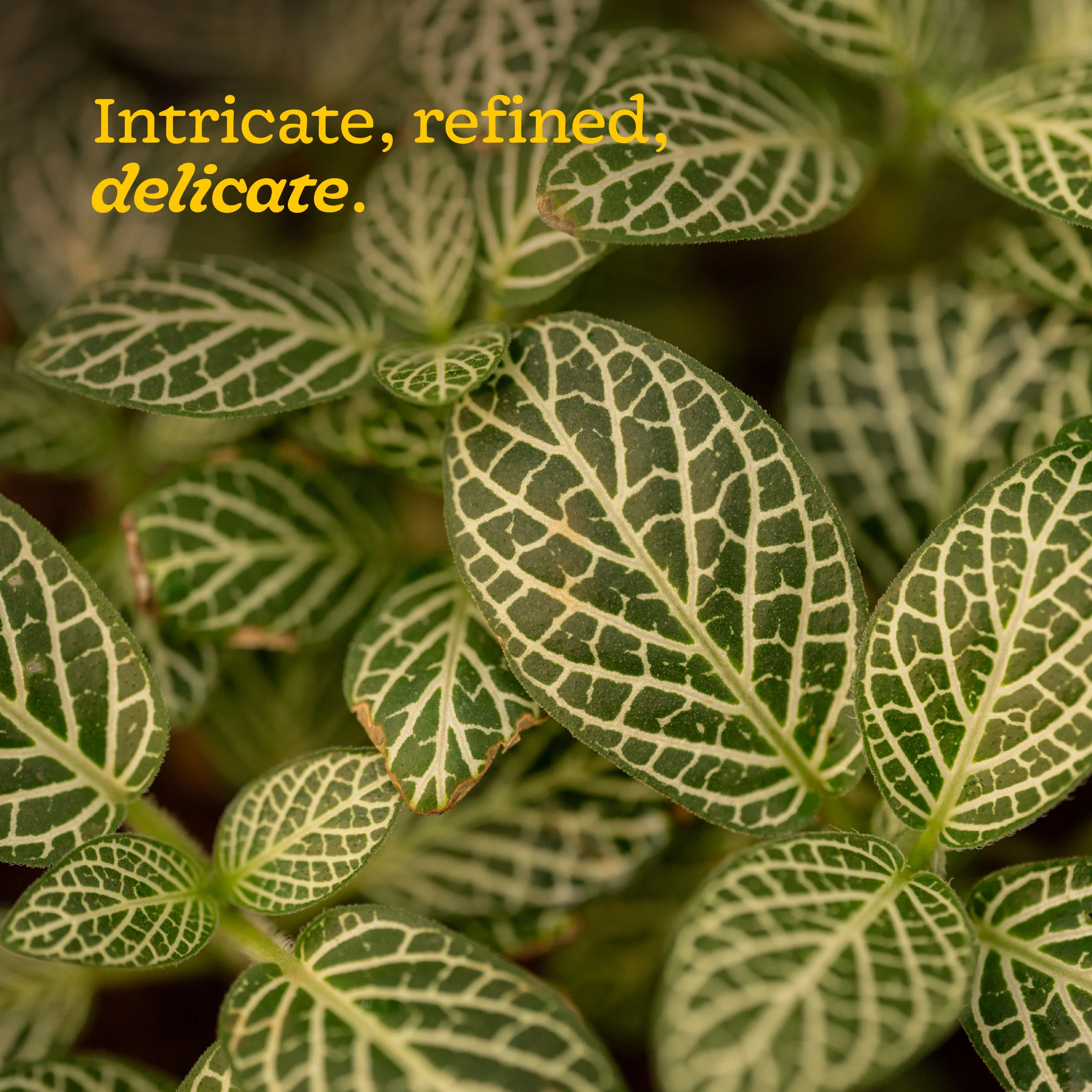 Fittonia Green Plant (Nerve Plant) - Image 38