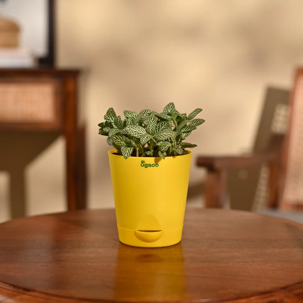 Fittonia Green Plant (Nerve Plant) - Image 4