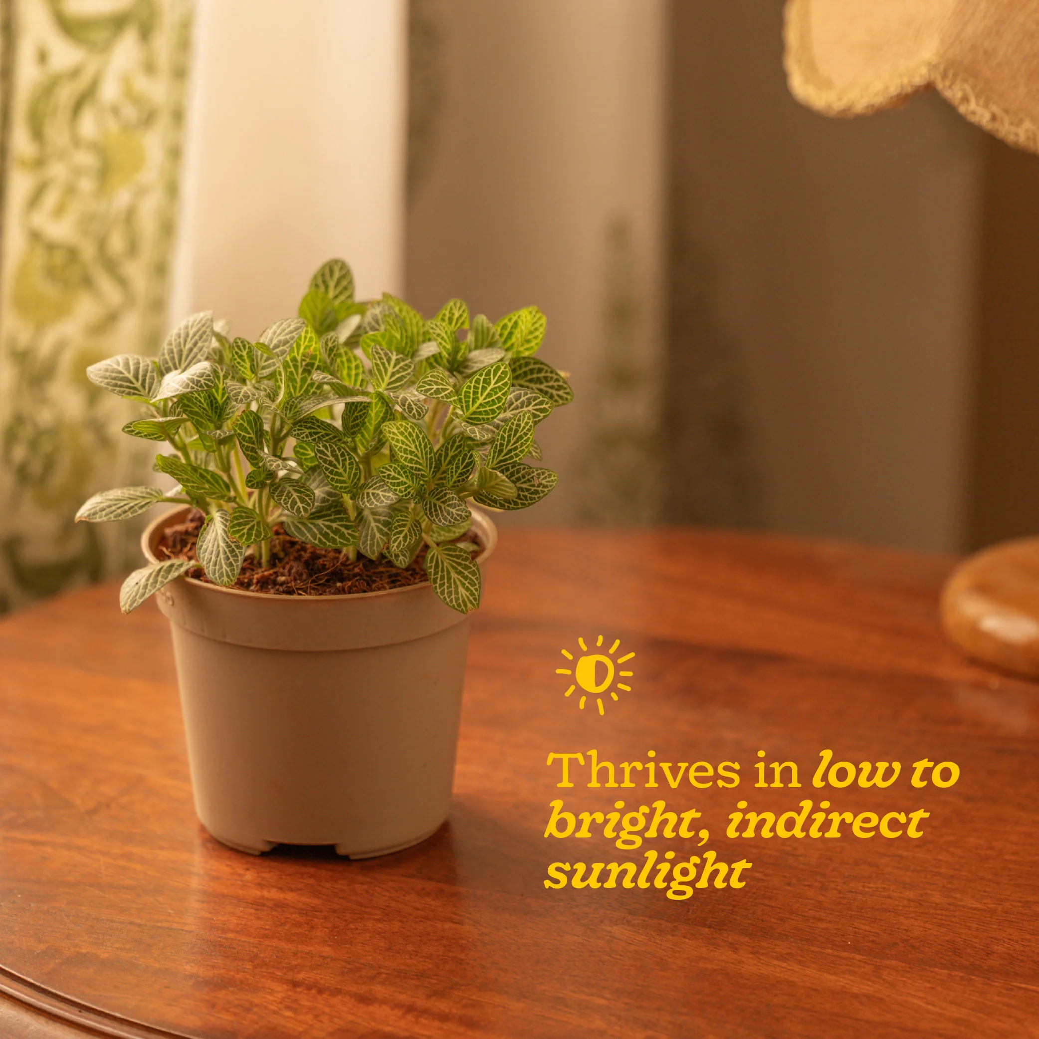 Fittonia Green Plant (Nerve Plant) - Image 41