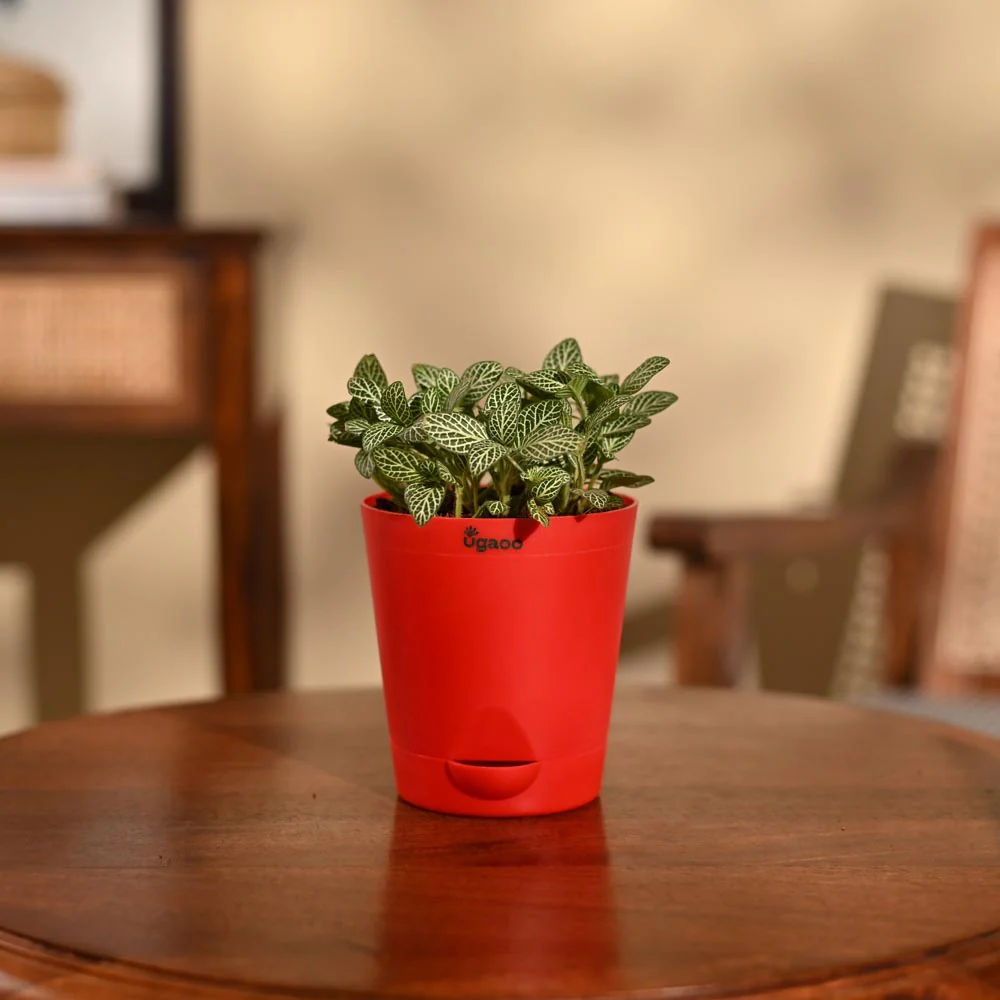 Fittonia Green Plant (Nerve Plant) - Image 6