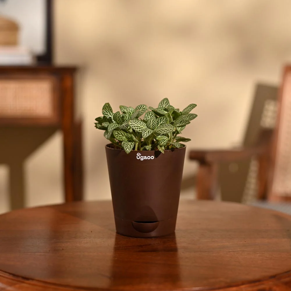 Fittonia Green Plant (Nerve Plant) - Image 7