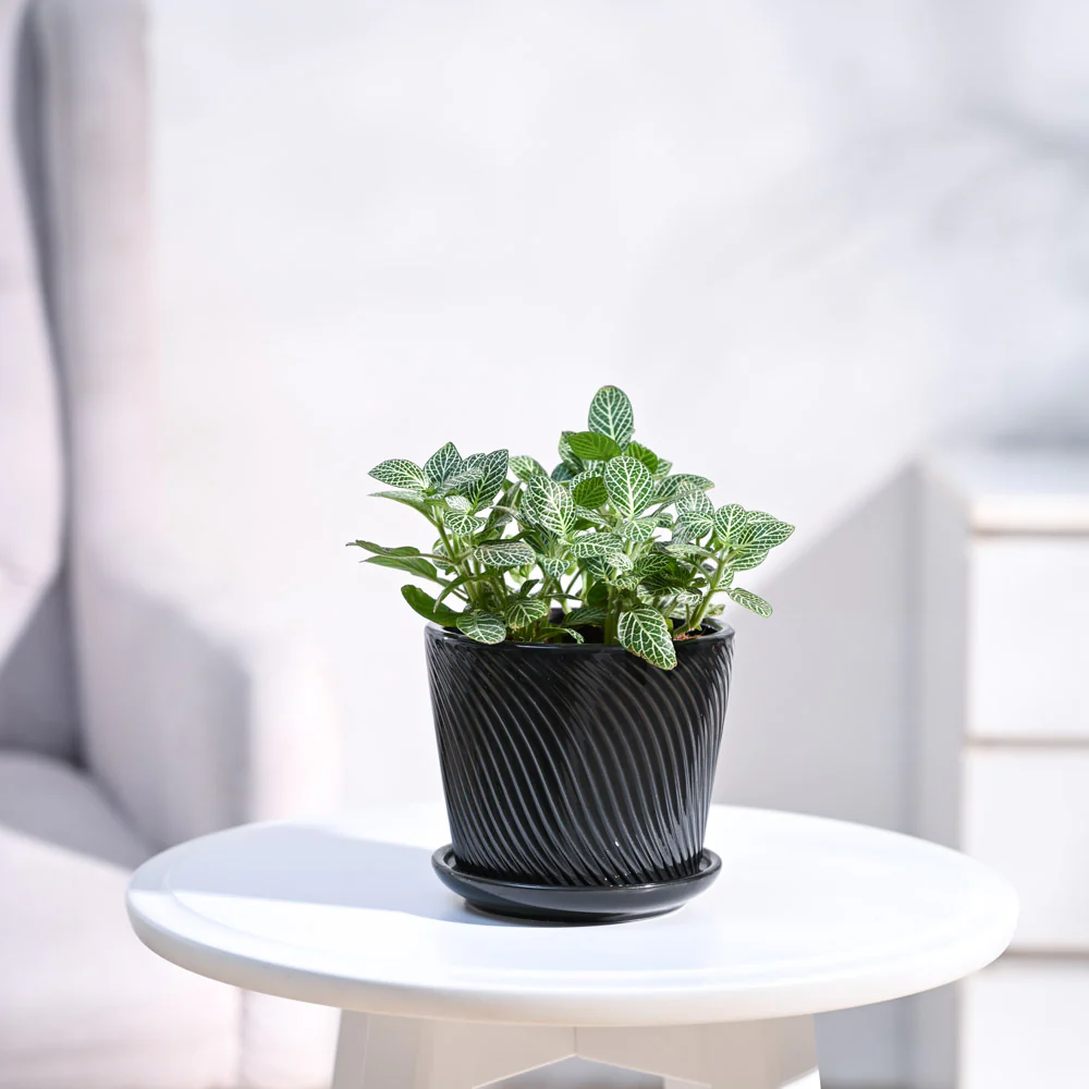 Fittonia Green Plant (Nerve Plant) - Image 8