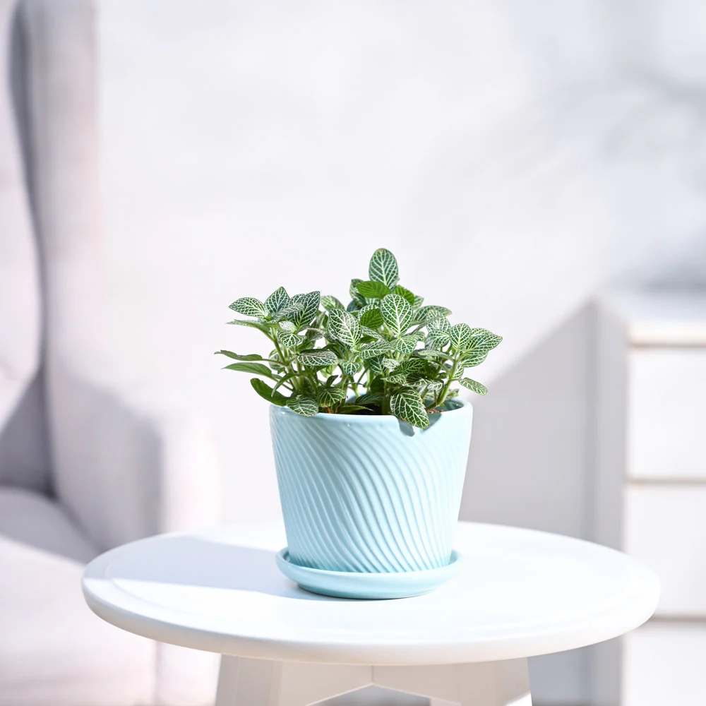 Fittonia Green Plant (Nerve Plant) - Image 9