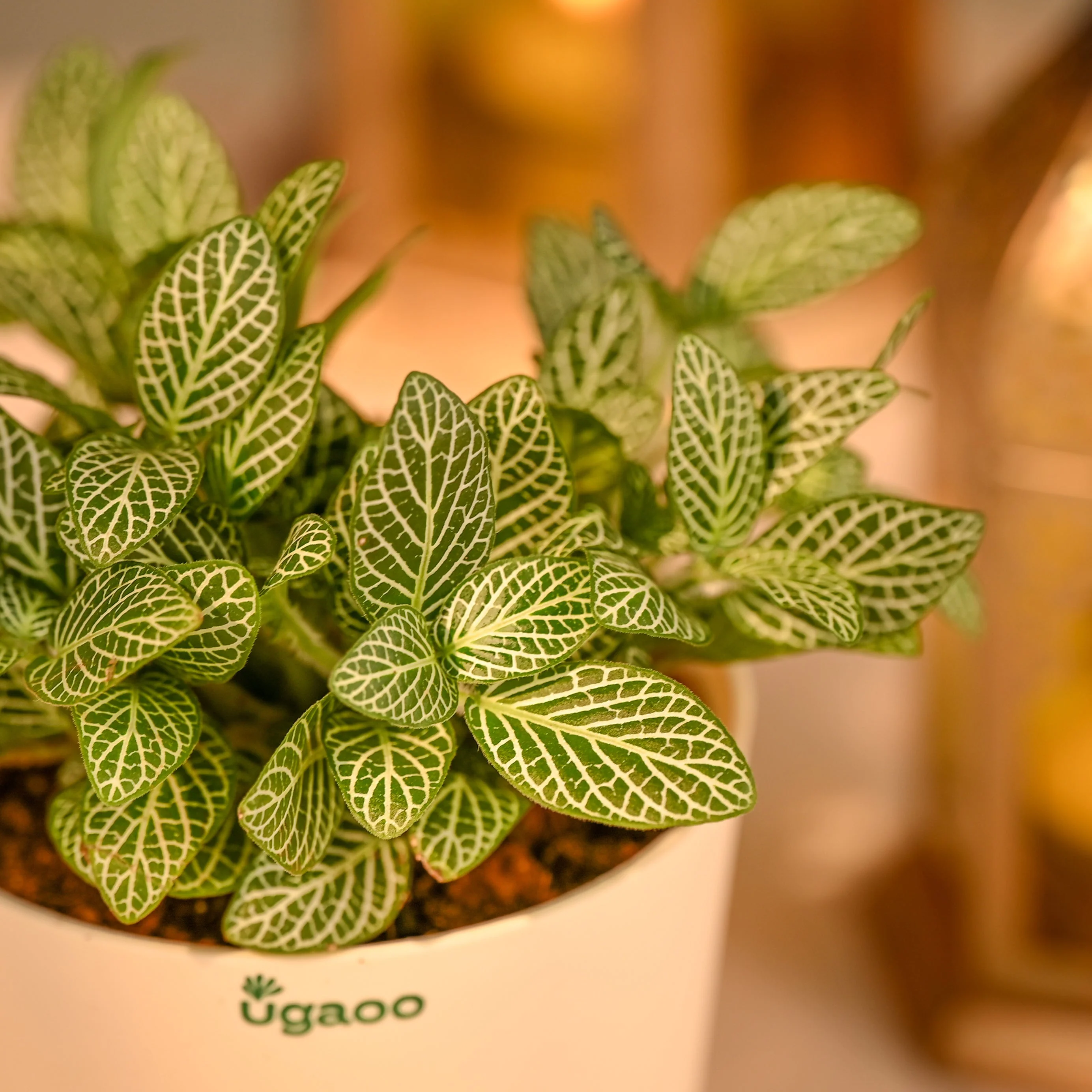 Fittonia Green Plant - Festive Gift for Diwali - Image 3