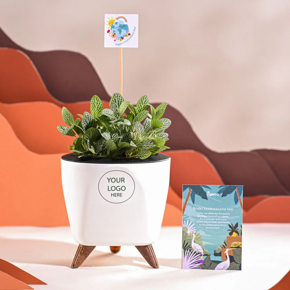 Fittonia Green Plant (Nerve Plant) For Environment Day Gifting - Image 32