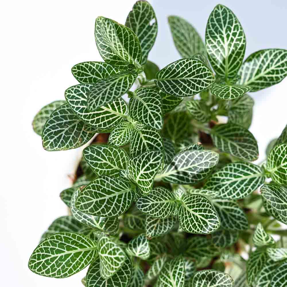 Fittonia Green Plant (Nerve Plant) For Environment Day Gifting - Image 36