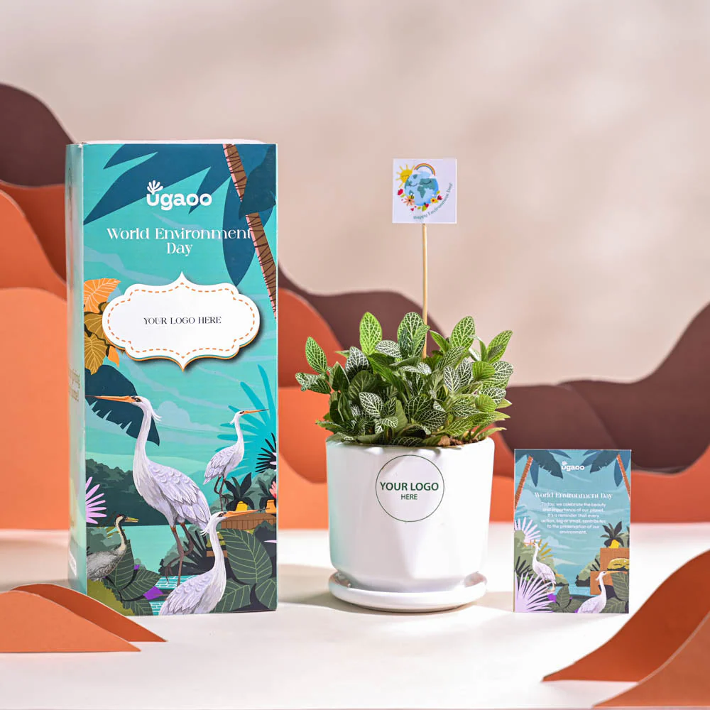 Fittonia Green Plant (Nerve Plant) For Environment Day Gifting - Image 41