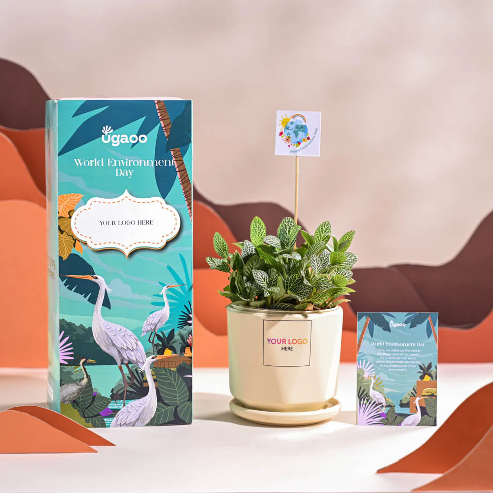 Fittonia Green Plant (Nerve Plant) For Environment Day Gifting - Image 51